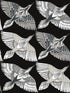 Feather Flight Peel and Stick wallpaper in black color - pattern number PSW1351RL - by York in the York Premium Peel and Stick Wildlife Wallpaper collection
