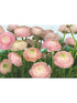 Gentle Rose 8 Panel fabric in pink color - pattern number 8-894 - by Brewster in the Komar Colours collection
