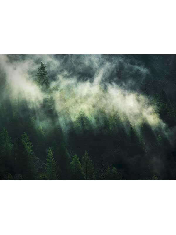 Misty Crowns 7 Panel mural in green color - pattern number X7-1003 - by Brewster in the Komar Colours collection