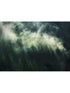 Misty Crowns 7 Panel mural in green color - pattern number X7-1003 - by Brewster in the Komar Colours collection