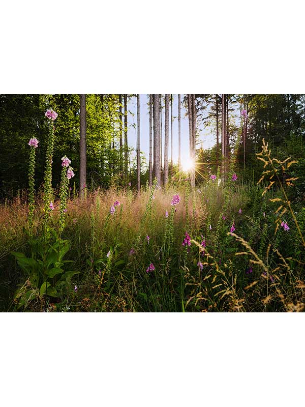Summer Glade 7 Panel mural in green color - pattern number X7-1005 - by Brewster in the Komar Colours collection