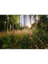 Summer Glade 7 Panel mural in green color - pattern number X7-1005 - by Brewster in the Komar Colours collection