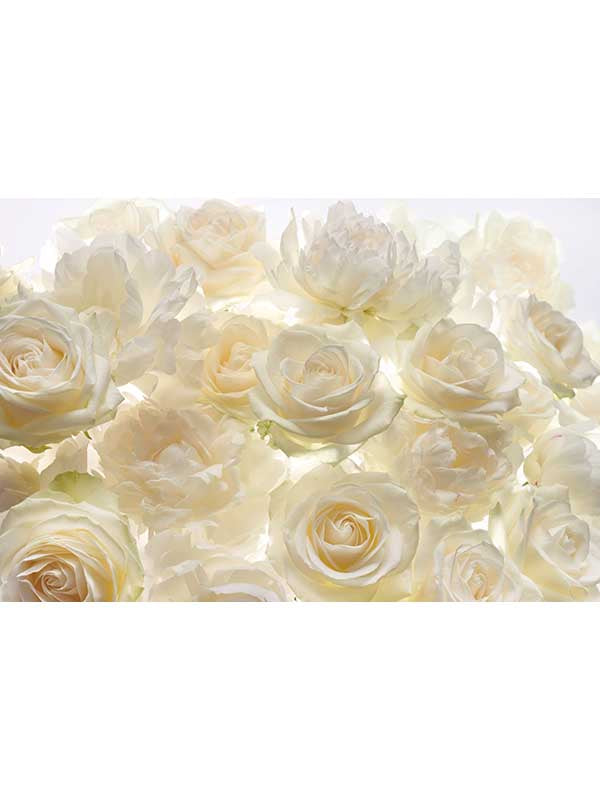 Rose 4 Panel mural in ivory color - pattern number XXL4-007 - by Brewster in the Komar Colours collection