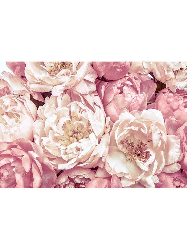 Peonies 4 Panel mural in pink color - pattern number XXL4-091 - by Brewster in the Komar Colours collection