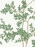Lunaria Silhouette fabric in white and green color - pattern number BL1801 - by York in the Blooms Second Edition collection