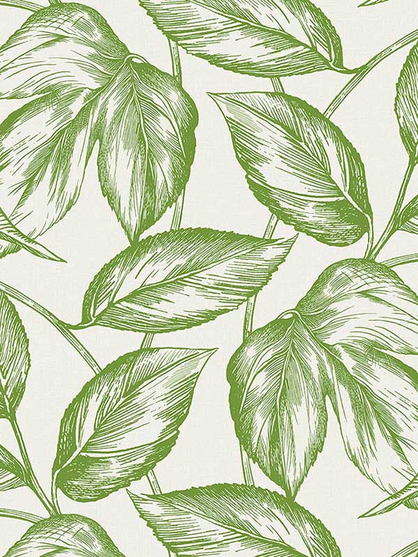 Beckett Sketched Leaves wallpaper in apple green color - pattern number SC20004 - by Seabrook in the Summer House Seabrook collection