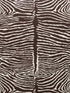 Le Zebre fabric in brown color - pattern number P8014100.68.0 - by Brunschwig and Fils in the  collection