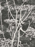 Cow Parsley wallpaper in white black color - pattern number 66/7046.CS.0 - by Cole and Son in the New Contemporary collection