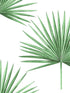Pacific Palm Peel and Stick wallpaper in greenery color - pattern number HG10414 - by NextWall in the Peel and Stick Wallpaper by Harry and Grace 2 collection