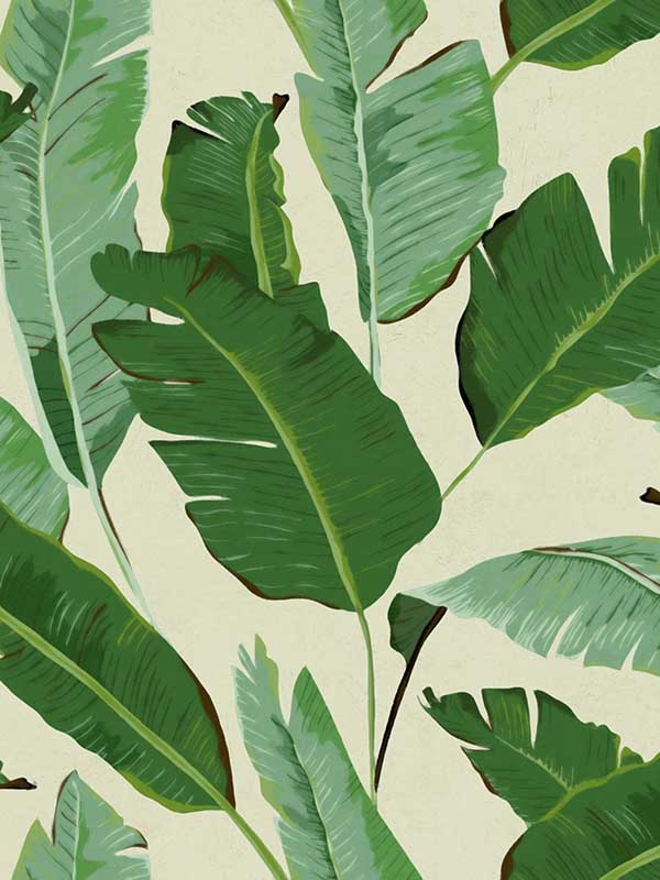 Banana Leaves wallpaper in green color - pattern number WP20111 - by Mind the Gap in the Designer Collection I collection