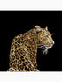 Leopardo Solo 3 Panel fabric in alessio color - pattern number TCW001TCAI5UL005 - by Seabrook in the Dolce and Gabbana Casa N 1 collection