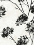 Dandelion Floral Peel and Stick fabric in ebony color - pattern number HG12100 - by NextWall in the Peel and Stick Wallpaper by Harry and Grace 3 collection