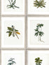 Botany wallpaper in green brown grey color - pattern number WP20153 - by Mind the Gap in the Designer Collection II collection