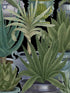 Echeveria wallpaper in green black color - pattern number WP20163 - by Mind the Gap in the Designer Collection II collection