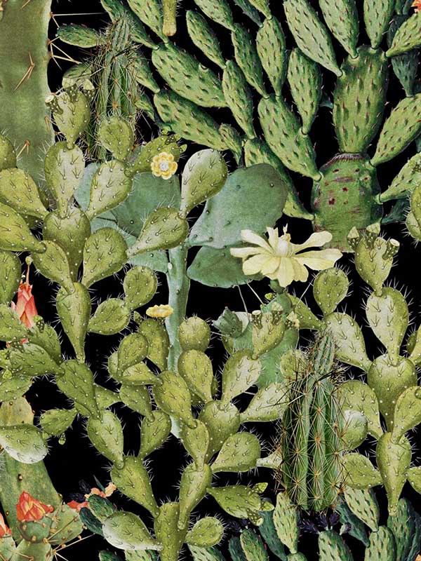 Opuntia wallpaper in green anthracite color - pattern number WP20165 - by Mind the Gap in the Designer Collection II collection