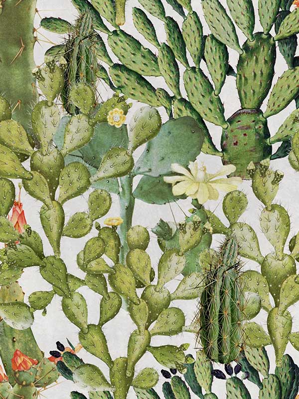 Opuntia wallpaper in green taupe color - pattern number WP20166 - by Mind the Gap in the Designer Collection II collection