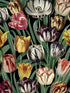 Tulipa wallpaper in green yellow red black color - pattern number WP20178 - by Mind the Gap in the Designer Collection II collection