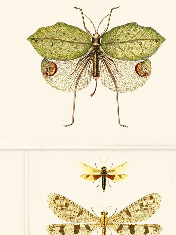 Entomology wallpaper in brown taupe color - pattern number WP20233 - by Mind the Gap in the Designer Collection II collection