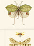 Entomology wallpaper in brown taupe color - pattern number WP20233 - by Mind the Gap in the Designer Collection II collection