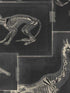 Zooarchaeology fabric in anthracite grey anthracite color - pattern number WP20237 - by Mind the Gap in the Designer Collection II collection