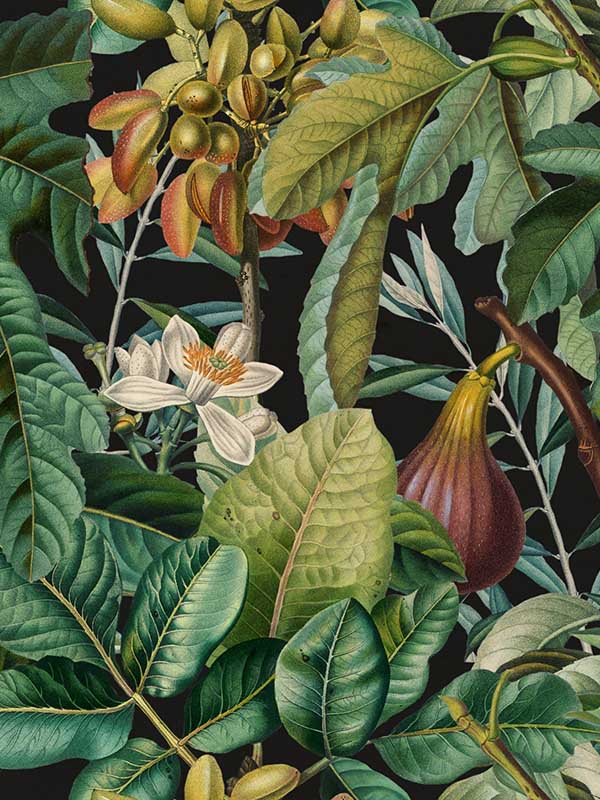 Figs And Dates wallpaper in green brown black color - pattern number WP20517 - by Mind the Gap in the Compendium collection