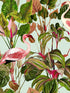 Beverly Hills fabric in mint green pink color - pattern number WP20358 - by Mind the Gap in the Wallpaper Collectables collection