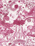 Paradise Lost fabric in berry color - pattern number W0216/01.CAC.0 - by Clarke and Clarke in the Mythica Wallcoverings collection