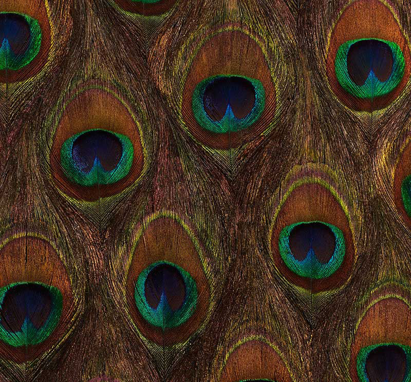 Peacock Ore wallpaper in peacock color - pattern number 5008370 - by Schumacher in the Plume collection