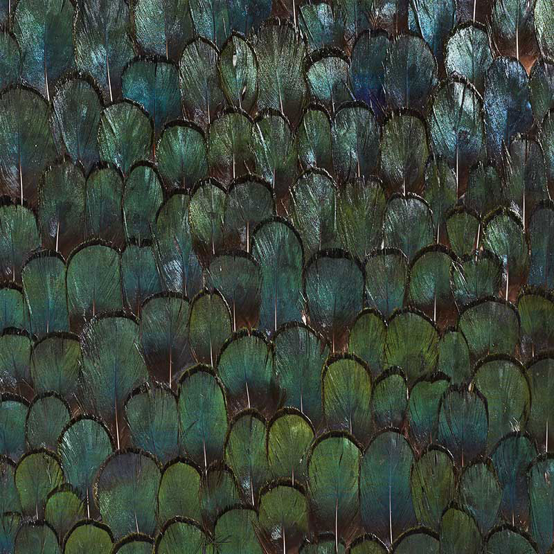Jade wallpaper in forest green color - pattern number 5008380 - by Schumacher in the Plume collection