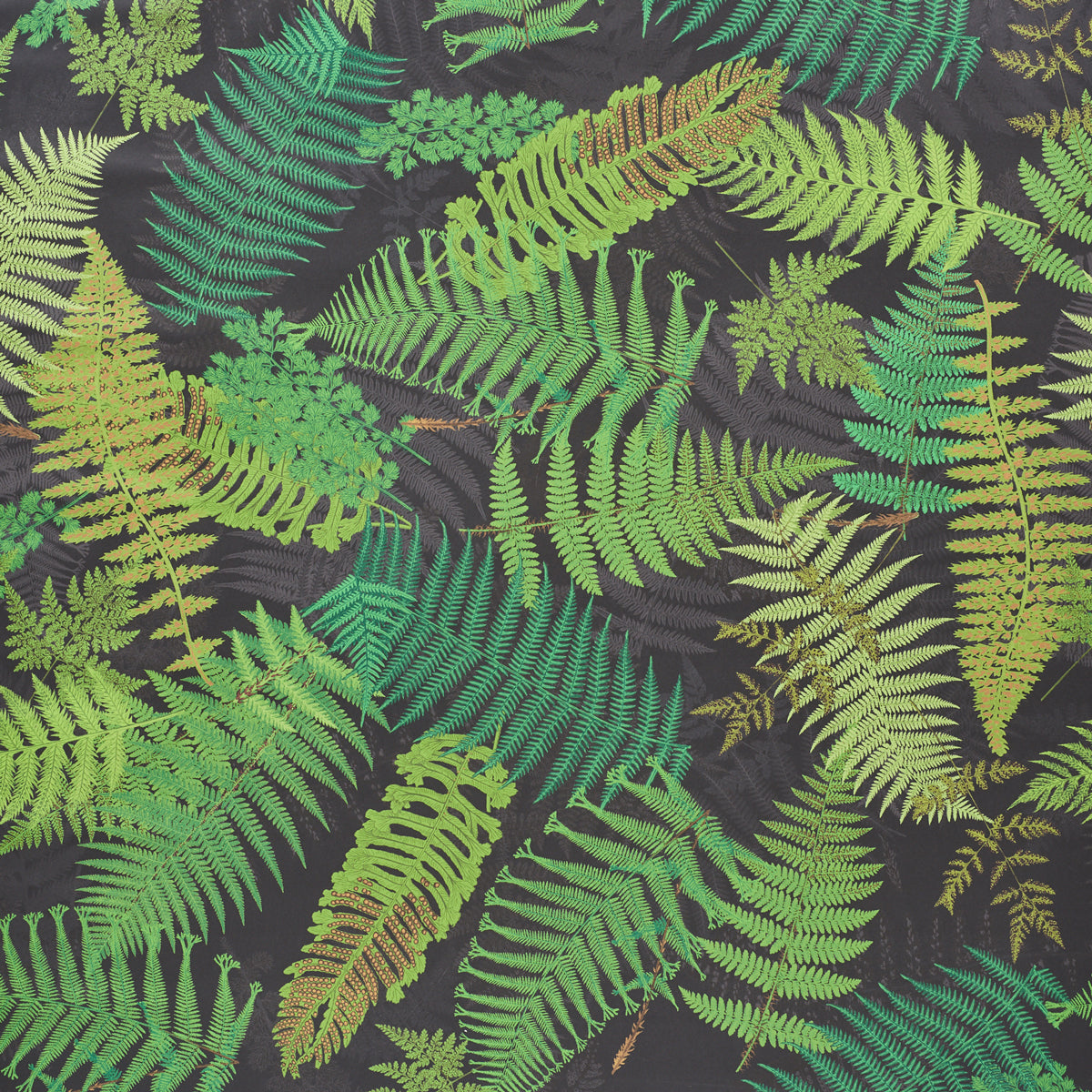Fernarium wallpaper in black and leaf color - pattern number 5009191 - by Schumacher in the Clements Ribeiro collection