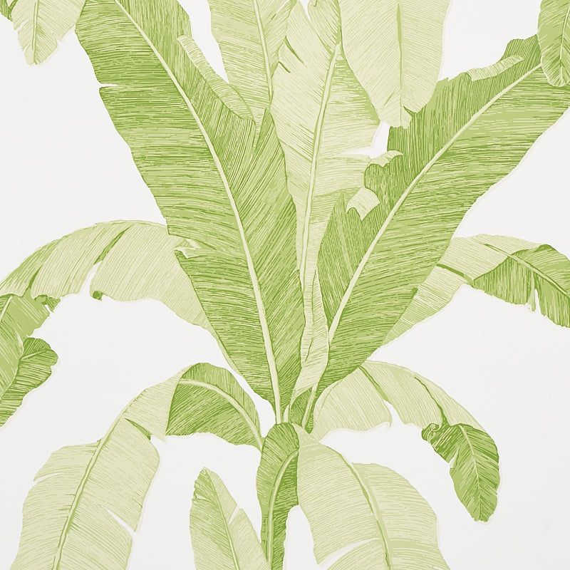 Erisimo wallpaper in leaf color - pattern number 5012110 - by Schumacher in the Copacabana collection