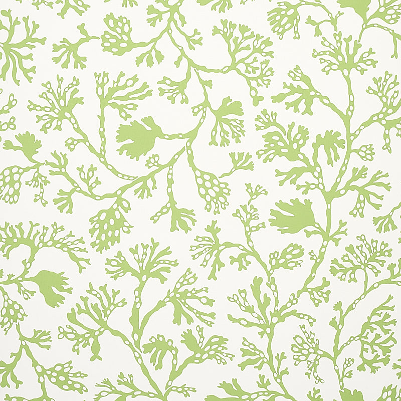 Anthoza wallpaper in green color - pattern number 5012131 - by Schumacher in the Signature Schumacher collection