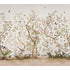 Les Oiseaux Panel Set wallpaper in ivory color - pattern number 5015151 - by Schumacher in the Mary Mcdonald collection