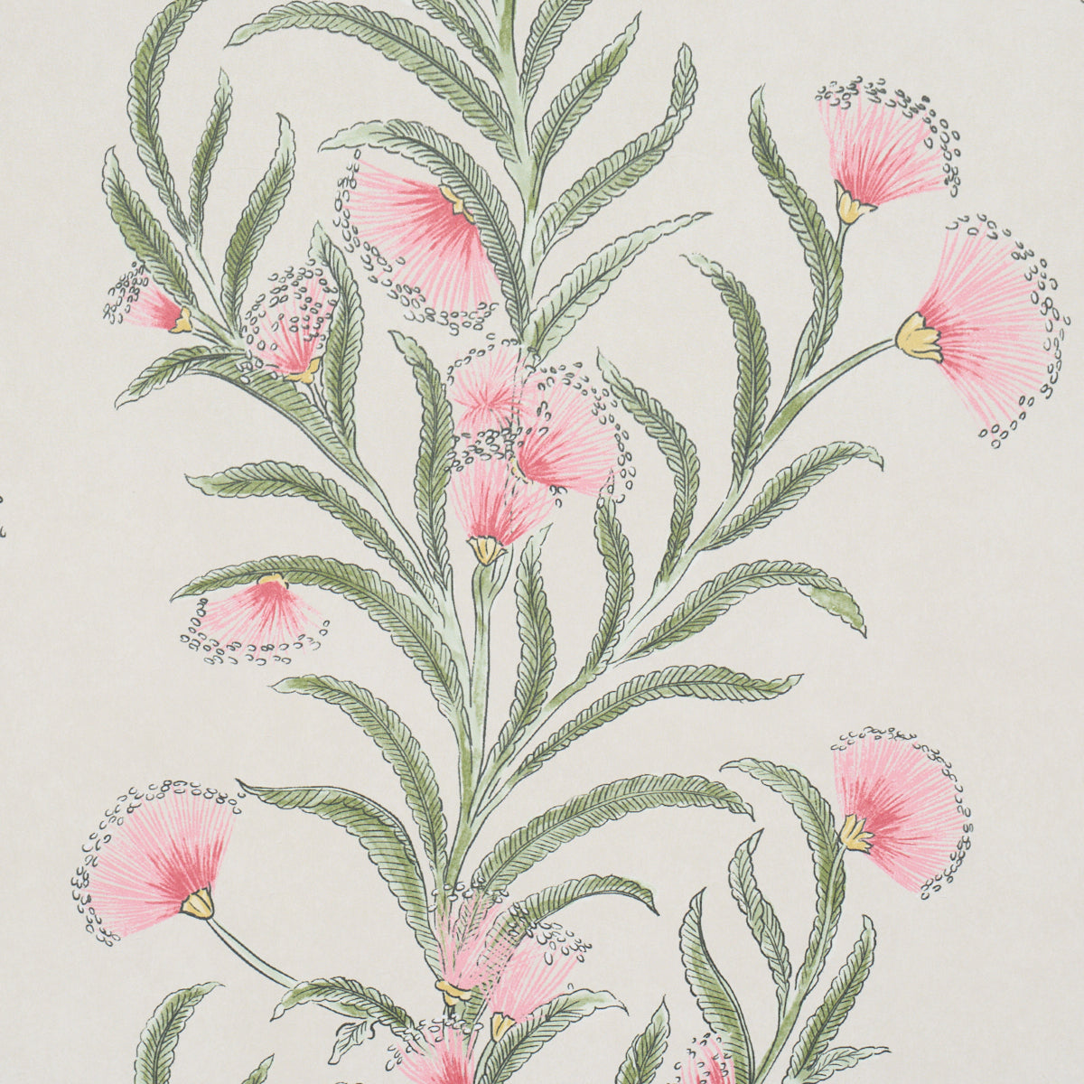 Tasmanian Mimosa Wallpaper in Petal color - pattern number 5015364 - by Schumacher in the Perennial Favorites collection