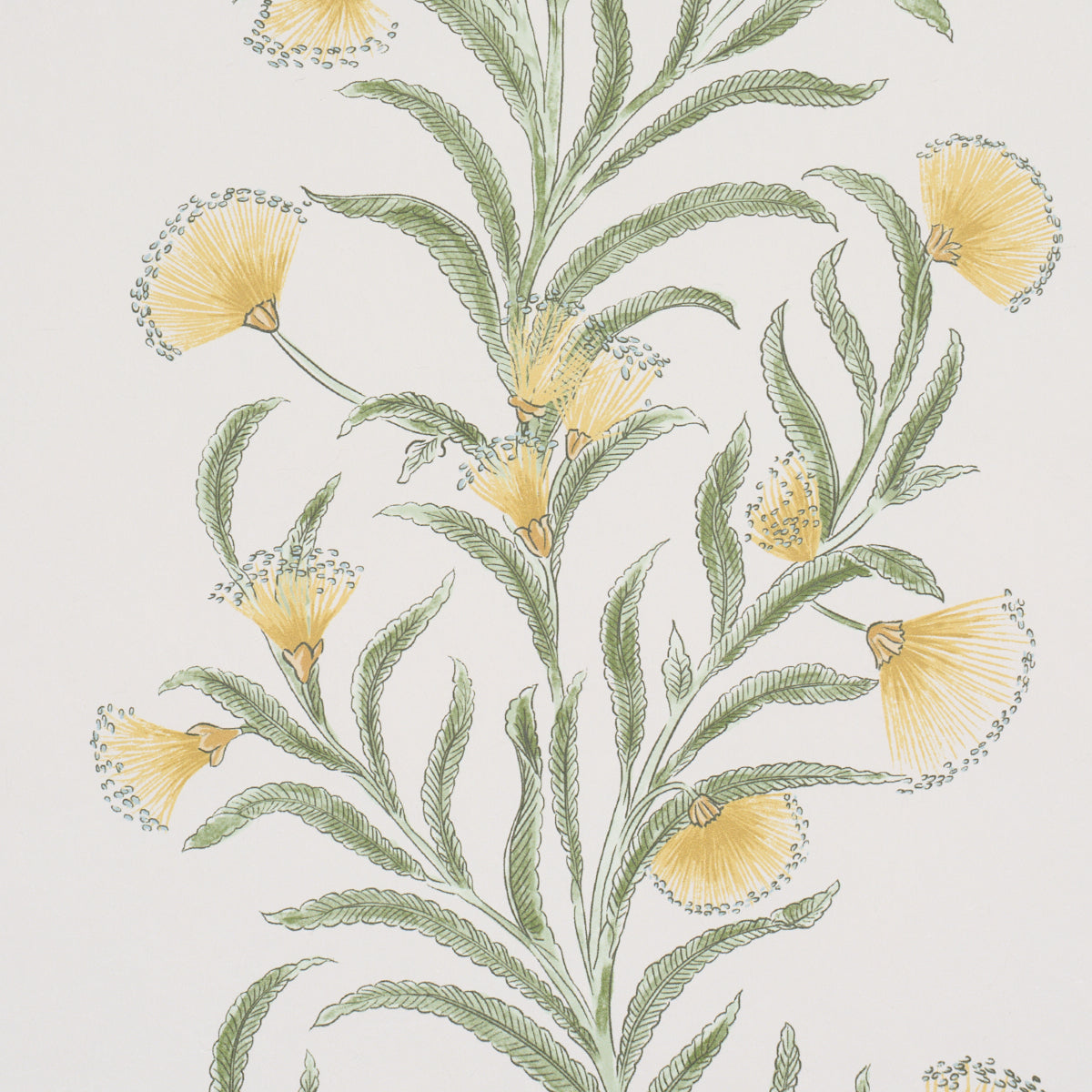 Tasmanian Mimosa Wallpaper in Marigold color - pattern number 5015365 - by Schumacher in the Perennial Favorites collection