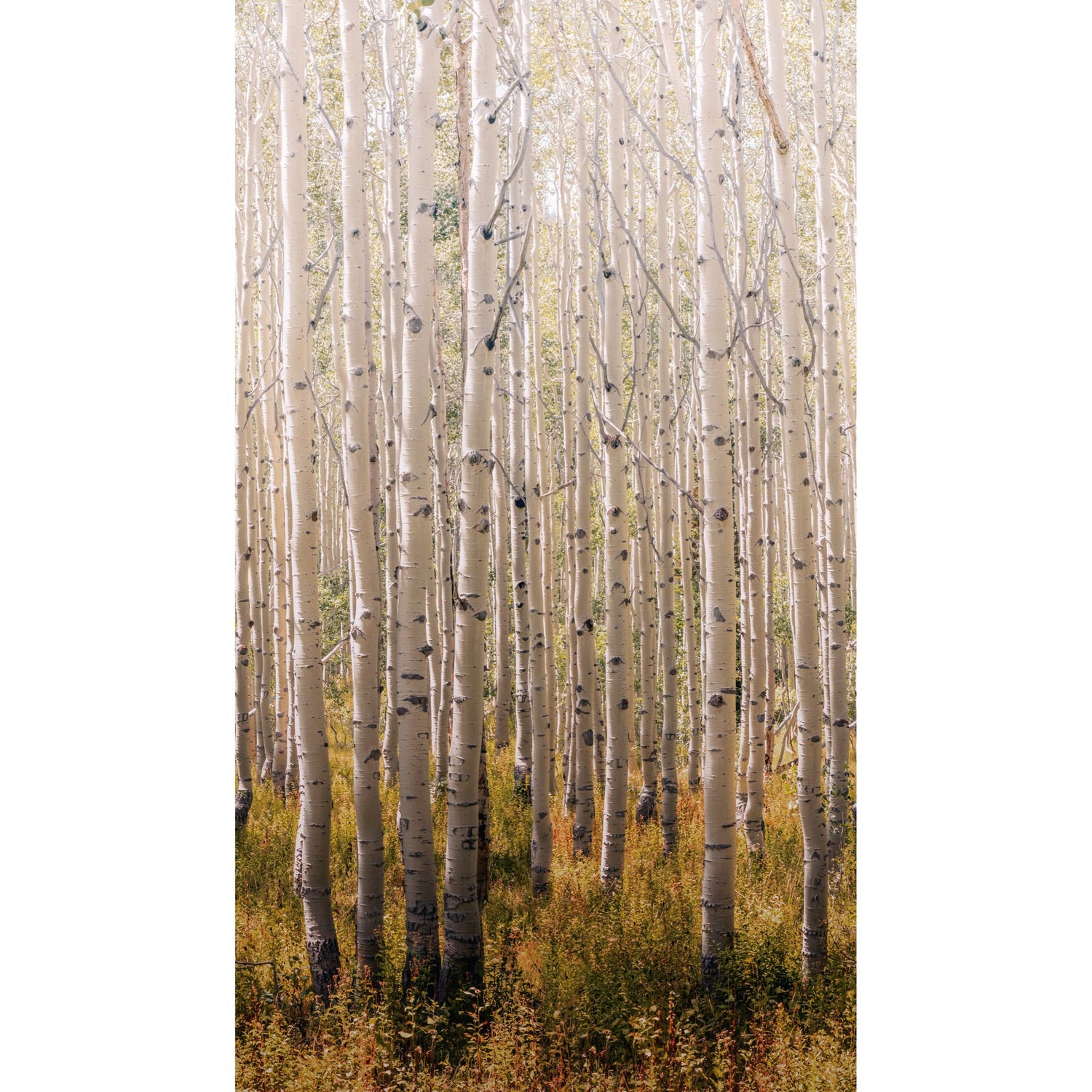 Trees all-over 3 Panel Mural in gold color - pattern number A42601 - by Grandeco in the Orom II collection