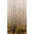 Trees all-over 3 Panel Mural in gold color - pattern number A42601 - by Grandeco in the Orom II collection