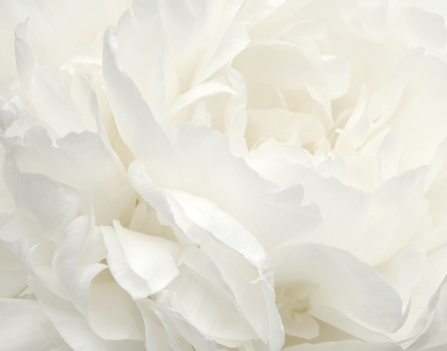 White Rose mural in white color - pattern number G78424 - by Galerie in the Atmosphere collection