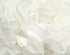 White Rose mural in white color - pattern number G78424 - by Galerie in the Atmosphere collection