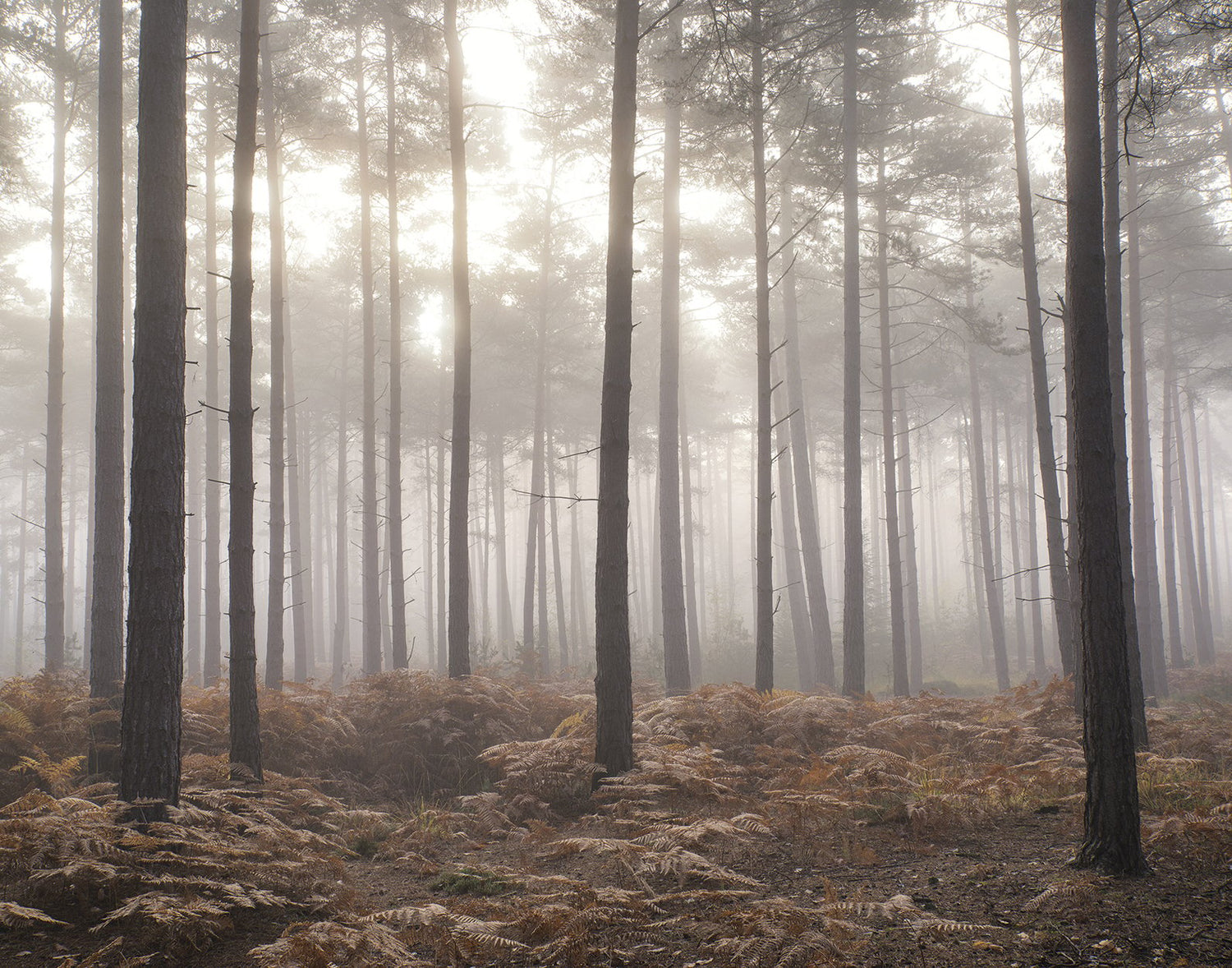 Misty Woods mural in bronze brown color - pattern number G78426 - by Galerie in the Atmosphere collection