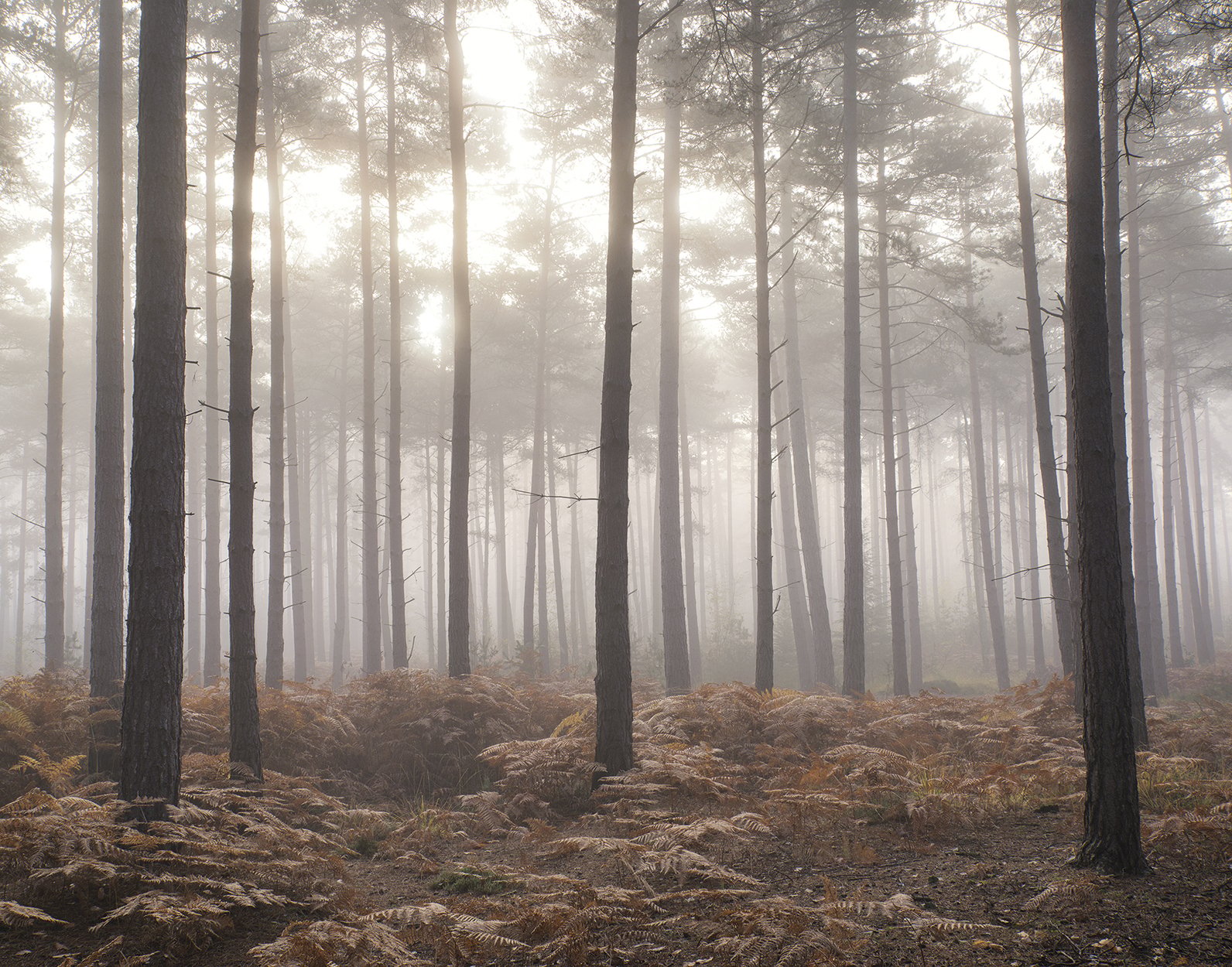 Misty Woods mural in bronze brown color - pattern number G78426 - by Galerie in the Atmosphere collection