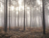 Misty Woods mural in bronze brown color - pattern number G78426 - by Galerie in the Atmosphere collection