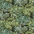 Broccoli Canpoy Wallpaper in chaingate green color - pattern number JMW1004.11.0 - by Kravet in the Josephine Munsey Maitland collection