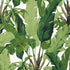 Travelers Palm wallpaper in green color - pattern number T10127 - by Thibaut in the Tropics collection