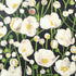 Tivoli wallpaper in black color - pattern number T45014 - by Thibaut in the Wanderlust collection
