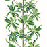 Mangrove Tree wallpaper in green and white color - pattern number T45035 - by Thibaut in the Wanderlust collection