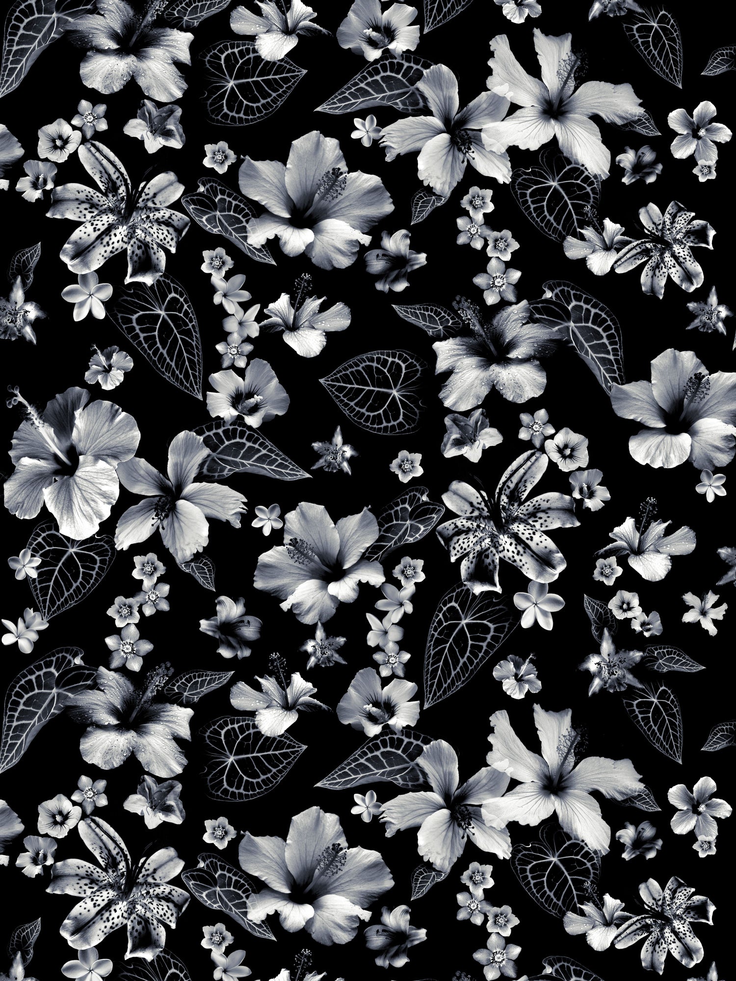 Cariacou wallpaper in noir color - pattern number WH 000013340 - by Scalamandre in the  collection
