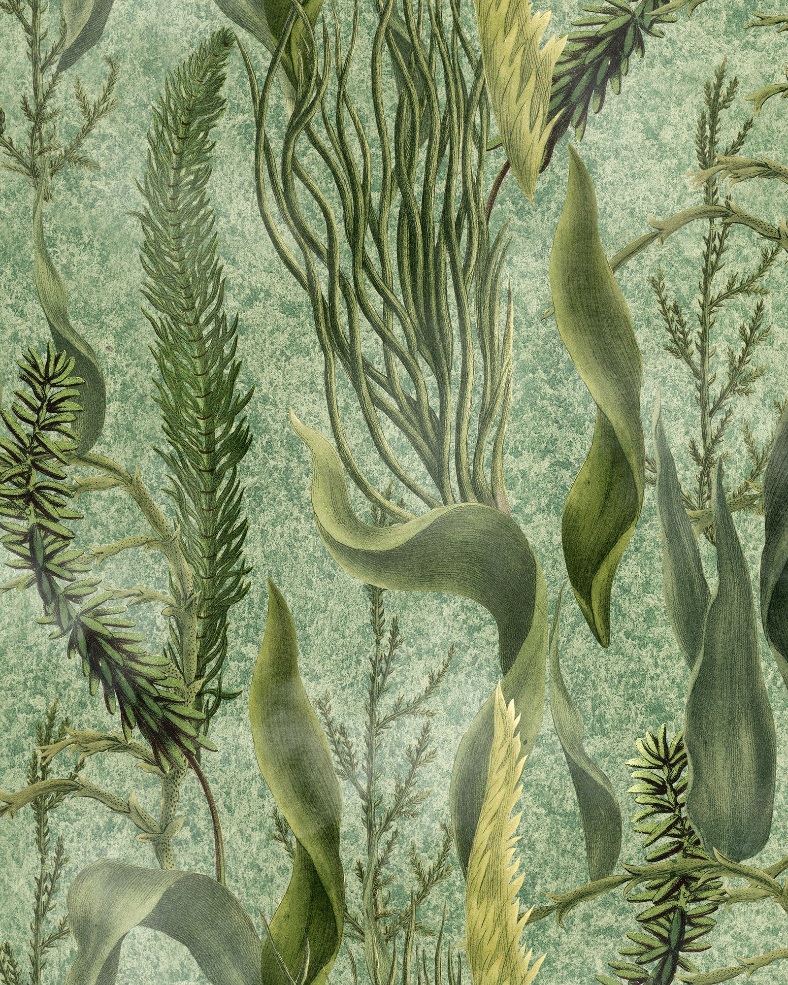 Aquatic Plants wallpaper in green color - pattern number WP20717 - by Mind the Gap in the The Wetlands collection