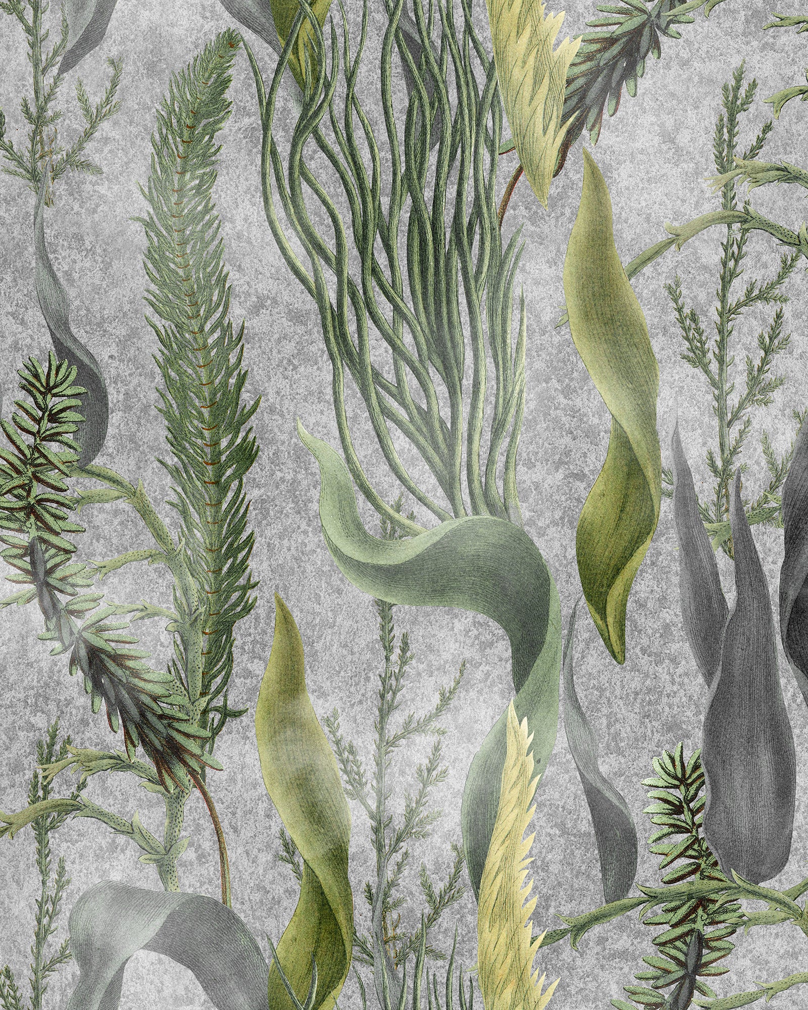 Aquatic Plants wallpaper in grey color - pattern number WP20718 - by Mind the Gap in the The Wetlands collection
