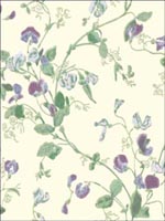 Sweet Pea Violet Wallpaper 1006030 by Cole and Son Wallpaper for sale at Wallpapers To Go